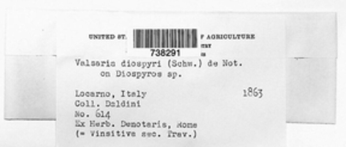 Diplodia diospyri image